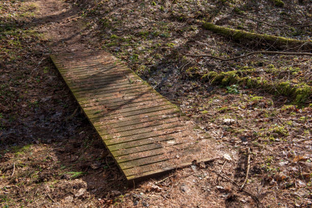 istock wooden plank foothpath boardwalk trampoline in the lake 1146883879