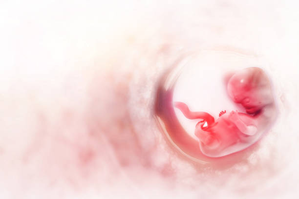 human fetus on scientific background - placenta baby childbirth newborn imagens e fotografias de stock