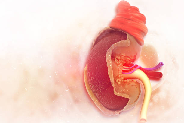 istock Human kidney cross section on scientific background 1146885026