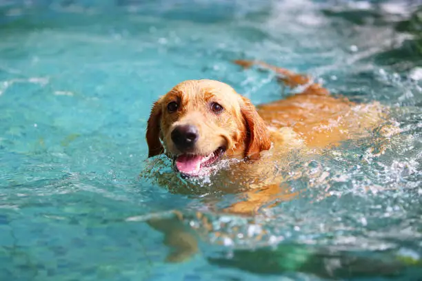 Photo of Dog swimming