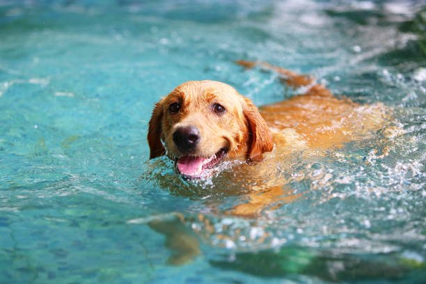 собачье плавание - swimming animal стоковые фото и изображения