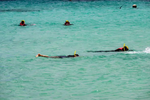 Snorkeling at the Great Barrier Reef - Michaelmas Cay National Park - in the northeast of the Australian state of QueenslandBarrier Reef - Michaelmas Cay National Park - 40 km northeast of Cairns