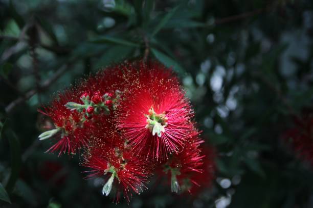 istock Closeup of flower 1146885447