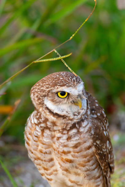 istock Adult Burrowing owl Athene cunicularia 1146885498