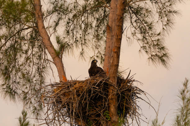 istock Juvenile Baby bald eaglet Haliaeetus leucocephalus in a nest 1146886138