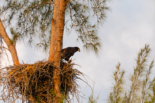 Juvenile Baby bald eaglet Haliaeetus leucocephalus in a nest on Marco Island, Florida in the winter.