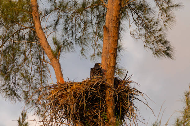 istock Juvenile Baby bald eaglet Haliaeetus leucocephalus in a nest 1146886301