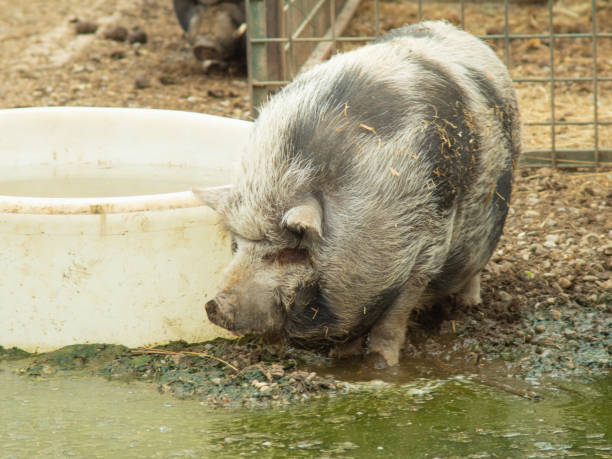 istock A big pig in the farm 1146887580