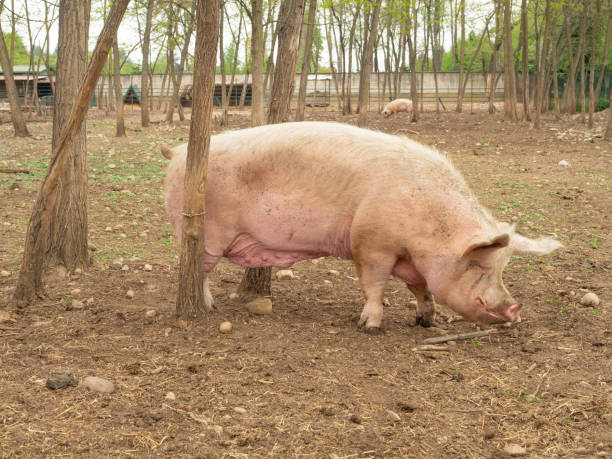 istock A large pig in a farm 1146887659