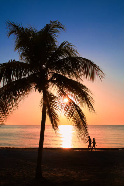 beautiful sunset on the beach, sun goes down to the sea. palm on the bayshore. calm ambient, rest and relaxation concept. stunning view to the horizon. - black blue escape multi colored imagens e fotografias de stock