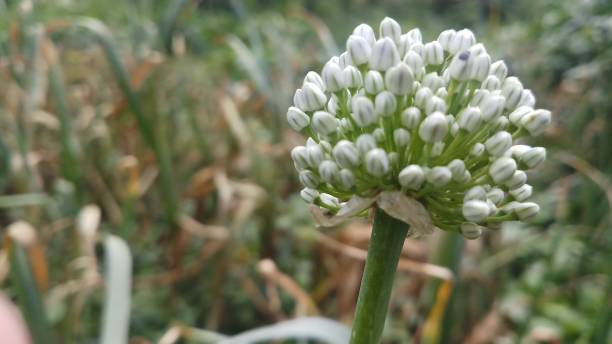 istock Onion flower/ bud/spring season/ background 1146889413