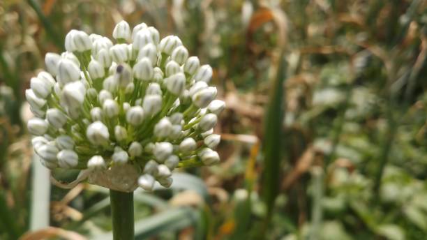 istock Onion flower/ bud/spring season/ background 1146889425