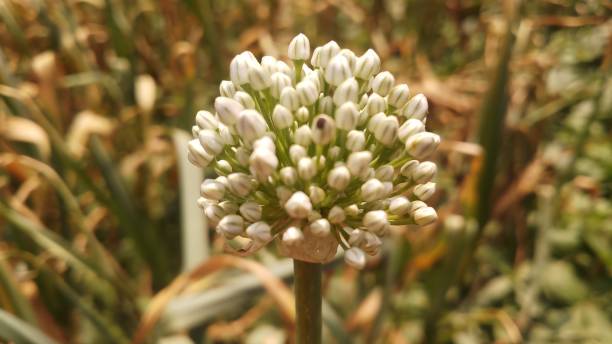 istock Onion flower/ bud/spring season/ background 1146889433