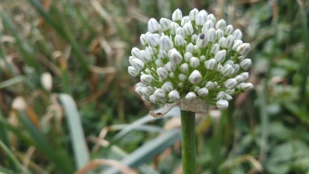 istock Onion flower/ bud/spring season/ background 1146889439