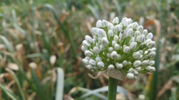 istock Onion flower/ bud/spring season/ background 1146889449