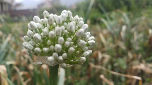 istock Onion flower/ bud/spring season/ background 1146889464