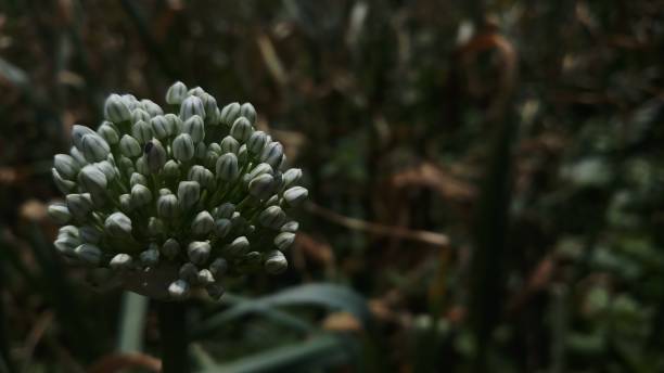 istock Onion flower/ bud/spring season/ background 1146889473