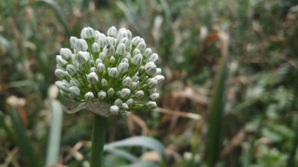 istock Onion flower/ bud/spring season/ background 1146889493