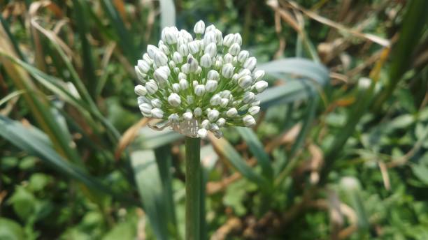 istock Onion flower/ bud/spring season/ background 1146889512