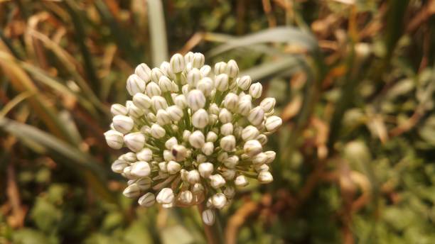 istock Onion flower/ bud/spring season/ background 1146889522