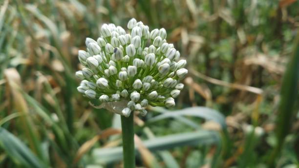 istock Onion flower/ bud/spring season/ background 1146889552