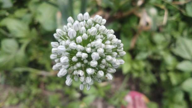 istock Onion flower/ bud/spring season/ background 1146889597