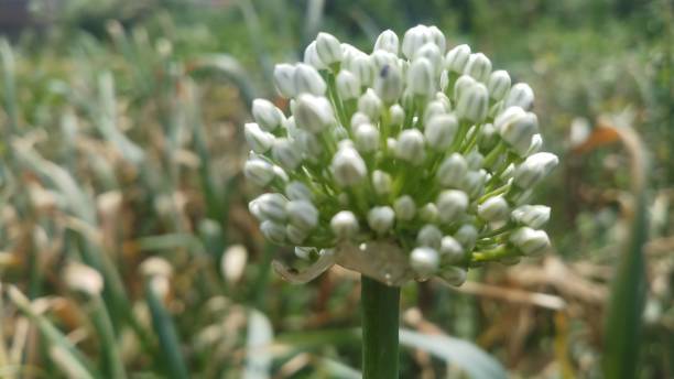 istock Onion flower/ bud/spring season/ background 1146889616