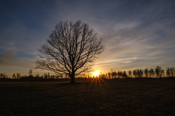 istock large oak tree in open field in sunset with sun behind it 1146889621
