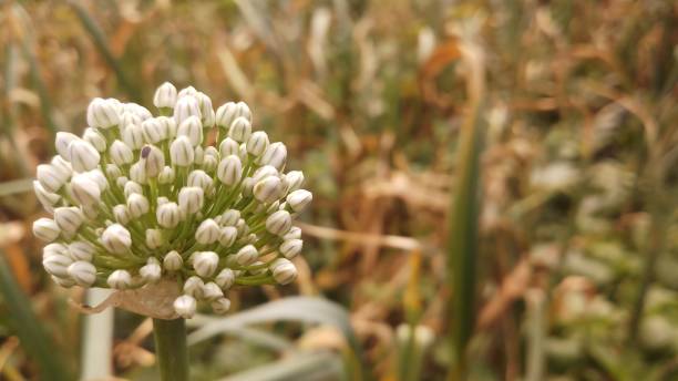 istock Onion flower/ bud/spring season/ background 1146889625