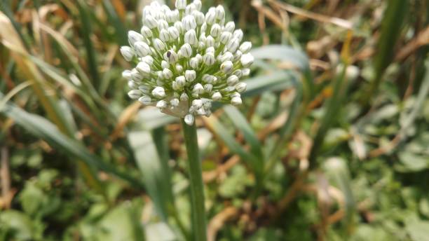 istock Onion flower/ bud/spring season/ background 1146889645