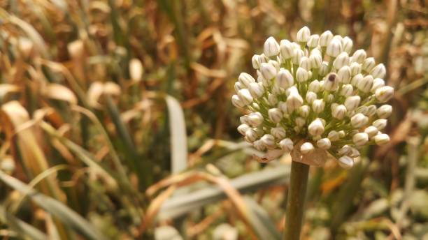 istock Onion flower/ bud/spring season/ background 1146889657