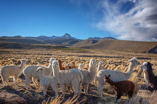 Cute alpacas and lamas at animal farm