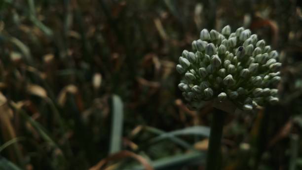 istock Onion flower/ bud/spring season/ background 1146889699