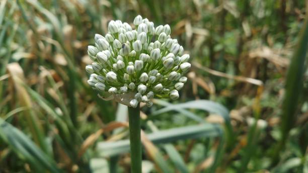 istock Onion flower/ bud/spring season/ background 1146889732