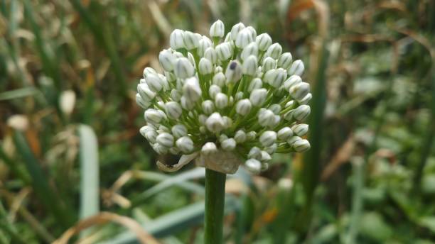 istock Onion flower/ bud/spring season/ background 1146889859