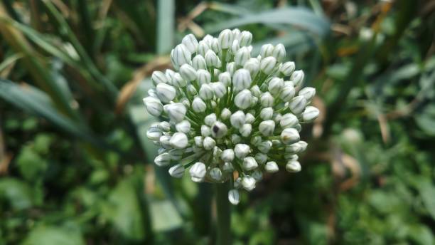 istock Onion flower/ bud/spring season/ background 1146890427