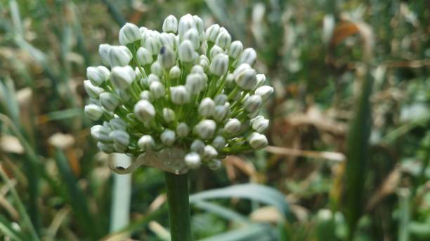 istock Onion flower/ bud/spring season/ background 1146890982