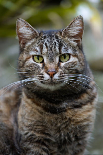 istock Portrait of a cat. 1146890983