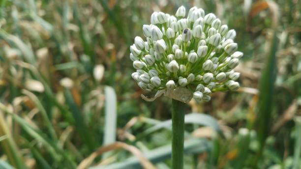 istock Onion flower/ bud/spring season/ background 1146891024