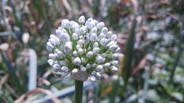 istock Onion flower/ bud/spring season/ background 1146891042