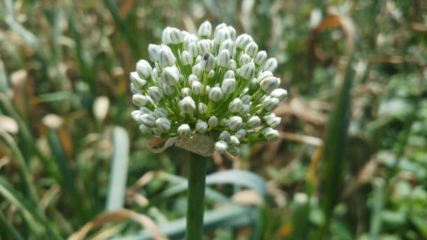 istock Onion flower/ bud/spring season/ background 1146891058