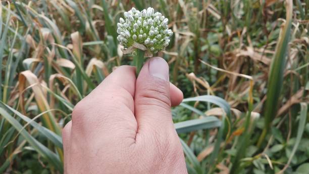 istock Onion flower/ bud/spring season/ background 1146891069