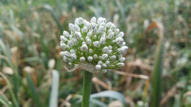 istock Onion flower/ bud/spring season/ background 1146891083