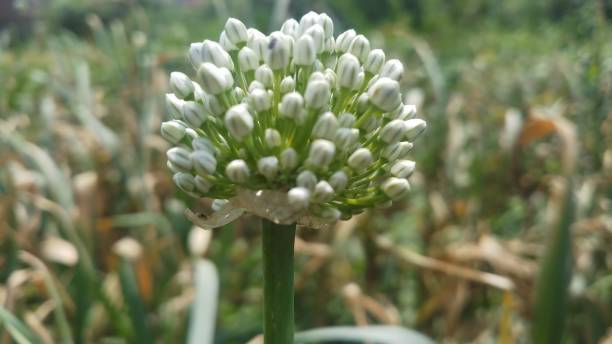 istock Onion flower/ bud/spring season/ background 1146891301