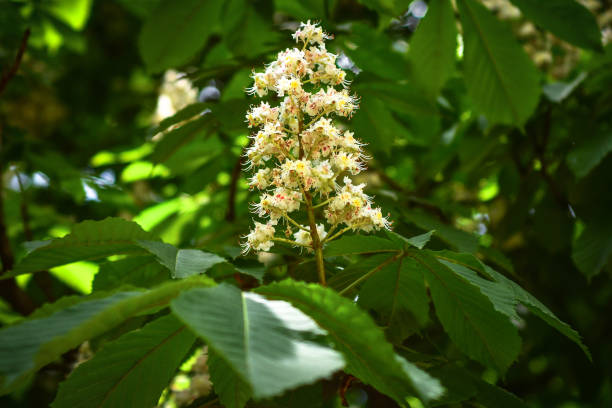 istock Horse chestnut blossom 1146891819