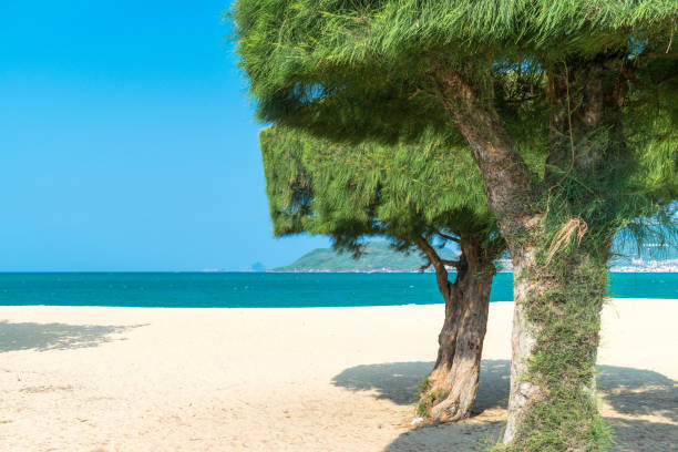 istock Tropical green trimmed trees on beach with ocean in sunlight 1146892658
