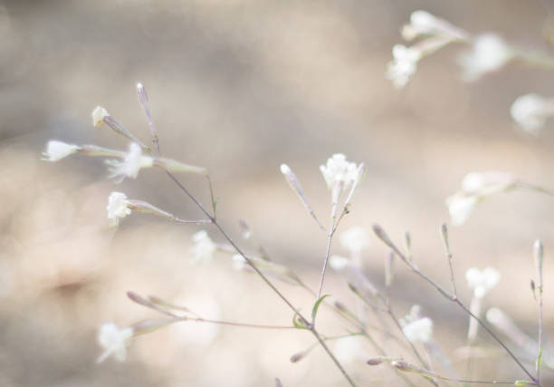 Morning in the field .Summer Meadow