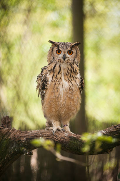istock Eagle Owl photographed in the Zoo 1146893240