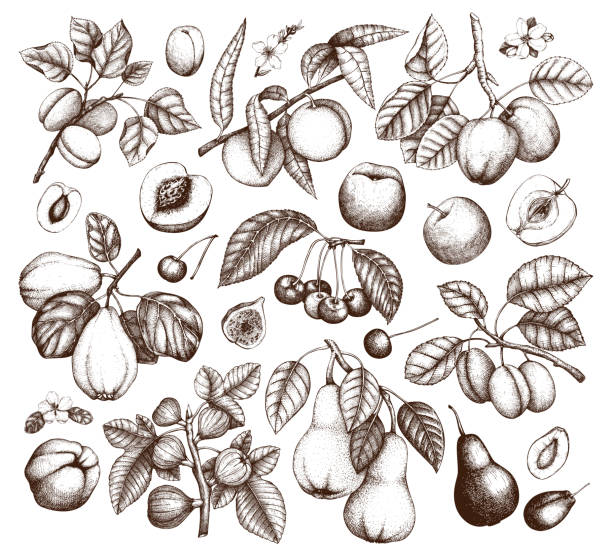 stockillustraties, clipart, cartoons en iconen met hand getekende vruchten collectie - apple fruit