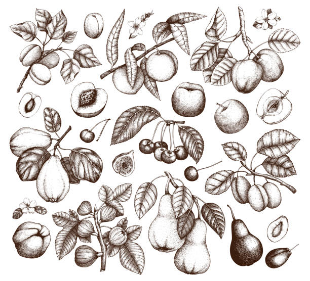 Hand drawn fruits collection Fruits and trees branches set. Cherry, plum, peach, apple, peach, apricot, fig, quince, pear sketches. With flowers and  fruits. Vector plants outlines. Hand drawn botanical illustration. fig tree stock illustrations
